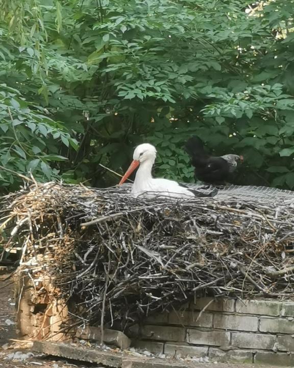 Café Manege im Tierpark Nadermann